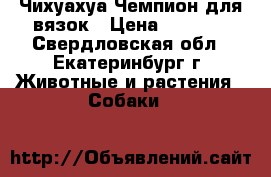 Чихуахуа Чемпион для вязок › Цена ­ 6 000 - Свердловская обл., Екатеринбург г. Животные и растения » Собаки   